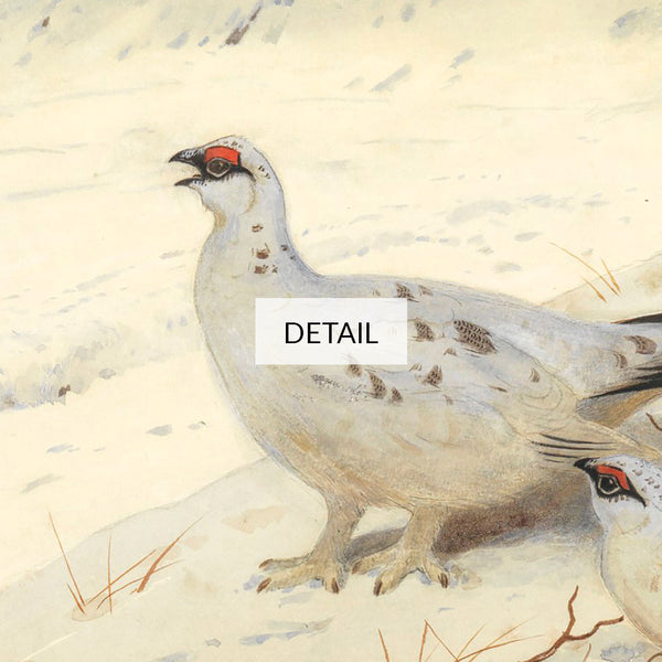 Archibald Thorburn Painting - Ptarmigan in Winter Plumage - Samsung Frame TV Art 4K - Bird Landscape - Digital Download