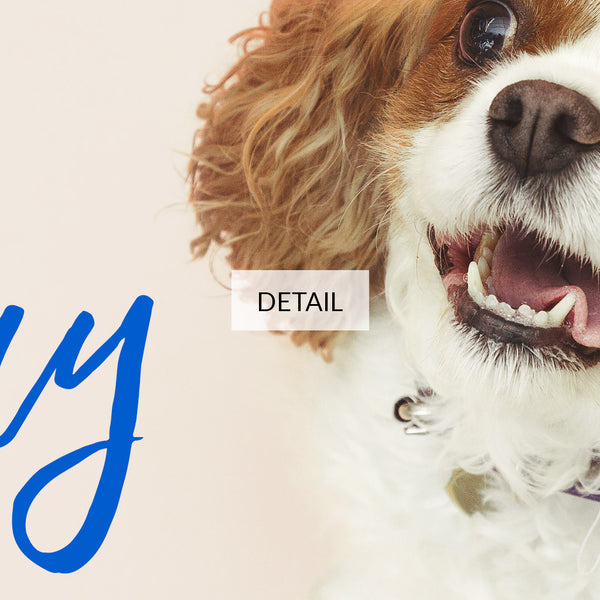 Happy Birthday Samsung Frame TV Art 4K - Cute Spaniel Dog Wearing Blue Polka Dot Party Hat - Digital Download