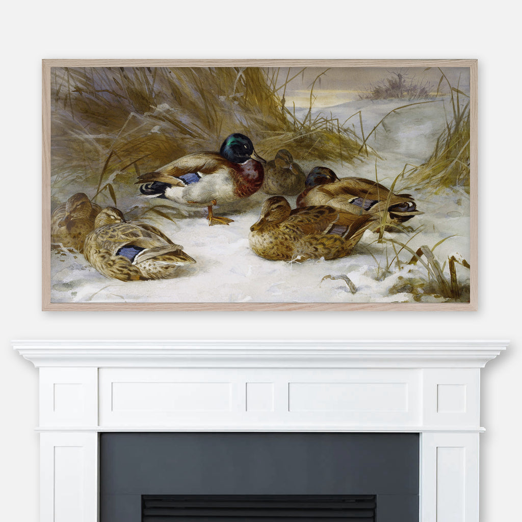 Archibald Thorburn Bird Painting - Winter Landscape With Mallard Ducks - Samsung Frame TV Art 4K - Digital Download