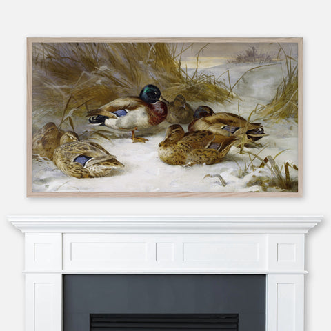 Archibald Thorburn Bird Painting - Winter Landscape With Mallard Ducks - Samsung Frame TV Art 4K - Digital Download