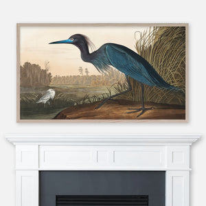 John James Audubon Wildlife Bird Painting - Blue Crane, or Heron - Samsung Frame TV Art - Digital Download