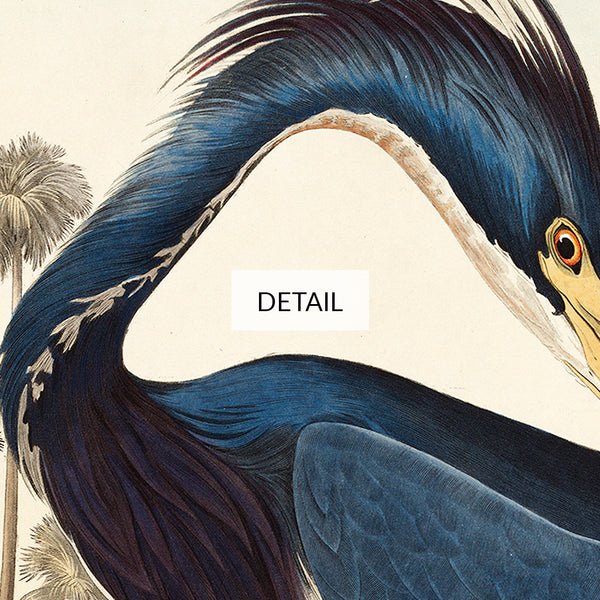 John James Audubon Wildlife Bird Painting - Louisiana Heron - Samsung Frame TV Art - Digital Download
