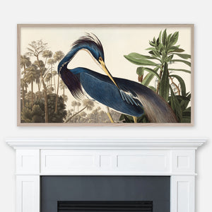 John James Audubon Wildlife Bird Painting - Louisiana Heron - Samsung Frame TV Art - Digital Download