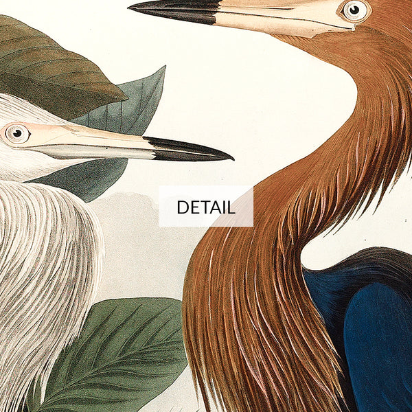 John James Audubon Wildlife Bird Painting - Purple Heron - Samsung Frame TV Art - Digital Download