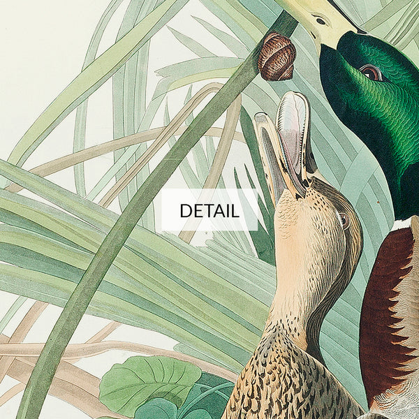 John James Audubon Wildlife Bird Painting - Mallard Duck - Samsung Frame TV Art - Digital Download