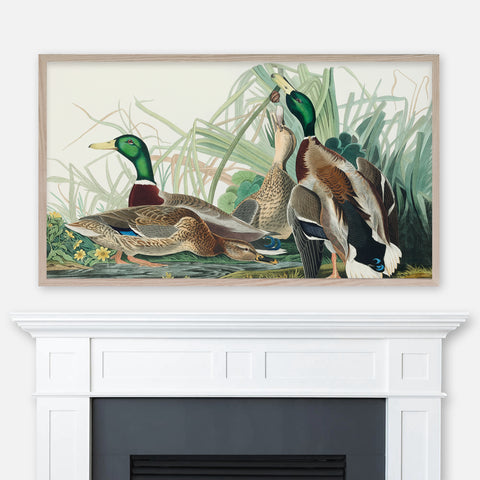 John James Audubon Wildlife Bird Painting - Mallard Duck - Samsung Frame TV Art - Digital Download