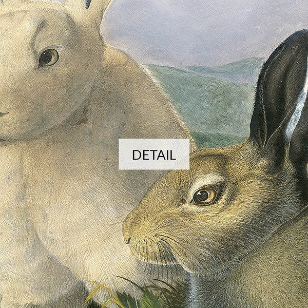 John James Audubon Wildlife Animal Painting - Arctic Hare - Samsung Frame TV Art 4K - Digital Download