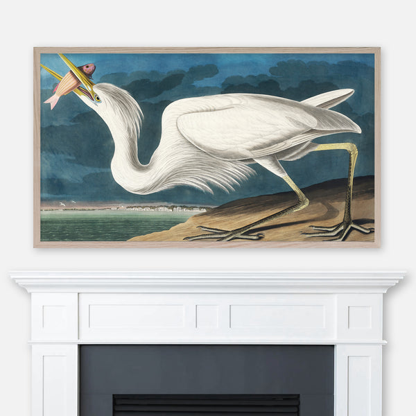 John James Audubon Wildlife Bird Painting - Great White Heron - Samsung Frame TV Art - Digital Download