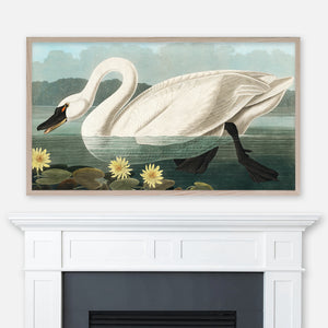 John James Audubon Wildlife Bird Painting - Common American Swan - Samsung Frame TV Art - Digital Download