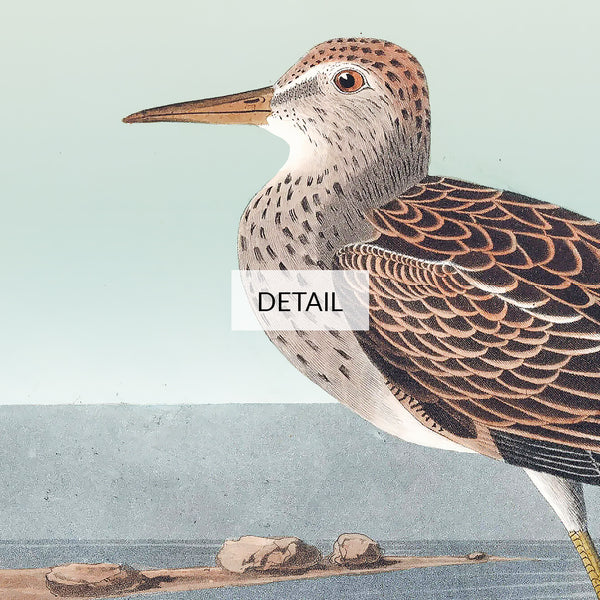 John James Audubon Wildlife Bird Painting - Pectoral Sandpiper - Samsung Frame TV Art - Beach House Decor - Digital Download