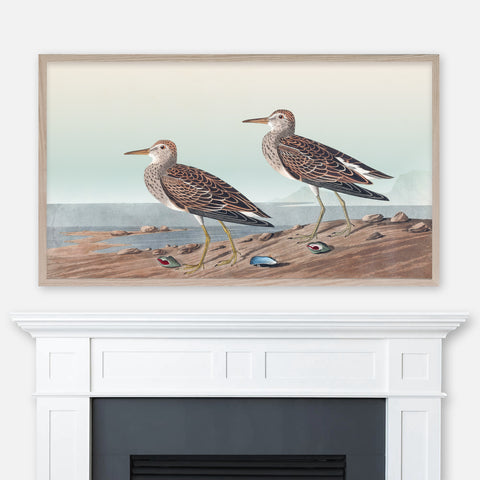 John James Audubon Wildlife Bird Painting - Pectoral Sandpiper - Samsung Frame TV Art - Beach House Decor - Digital Download