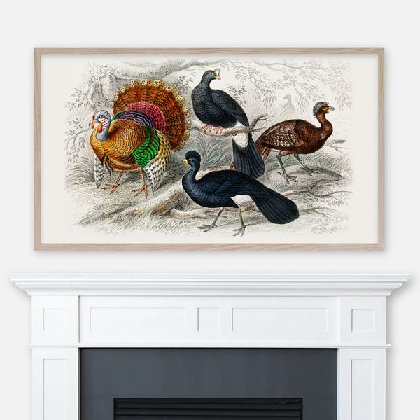 Oliver Goldsmith Vintage Drawing - American Wild Turkey, Crested Curassow, Galeated Curassow and Red Curassow - Samsung Frame TV Art 4K - Digital Download