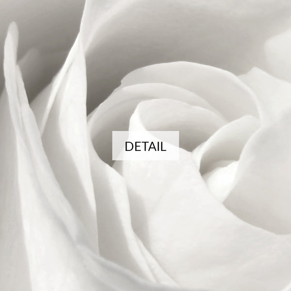 Close-up of a White Rose - Samsung Frame TV Art 4K - Black & White Photography - Digital Download