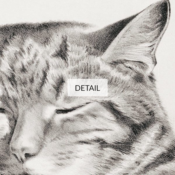 Thomas Hunter Drawing - Cats - Samsung Frame TV Art 4K - Digital Download