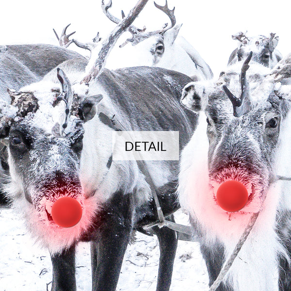 Red-Nosed Reindeer in Harness with Sleigh - Christmas Samsung Frame TV Art 4K - Digital Download